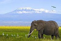 12 Days Masai Mara, Lake Nakuru, Amboseli, Lake Manyara, Serengeti and Ngorongoro Safari - Kenya and Tanzania Combined Safaris - Elpehant in amboseli National Park Kenya with the attending cattle egrets