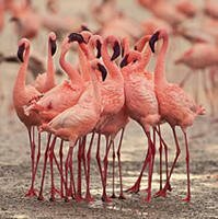 12 Days Masai Mara, Lake Nakuru, Amboseli, Lake Manyara, Serengeti and Ngorongoro Safari - Kenya and Tanzania Combined Safaris - Flamingoes by the shores on Lake Nakuru National Park - Kenya