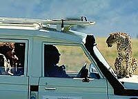 12 Days Masai Mara, Lake Nakuru, Amboseli, Lake Manyara, Serengeti and Ngorongoro Safari - Kenya and Tanzania Combined Safaris - Cheetah on a safari landcruiser on Masai Mara Kenya safari
