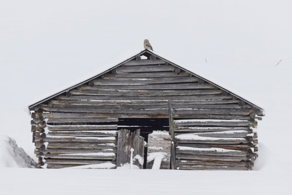 Третья премия была присуждена фотографу Маркусу Варесвуо , который снял уральскую сову на вершине заброшенного сарая в зимнем ландшафте Куусамо в северо-восточной Финляндии